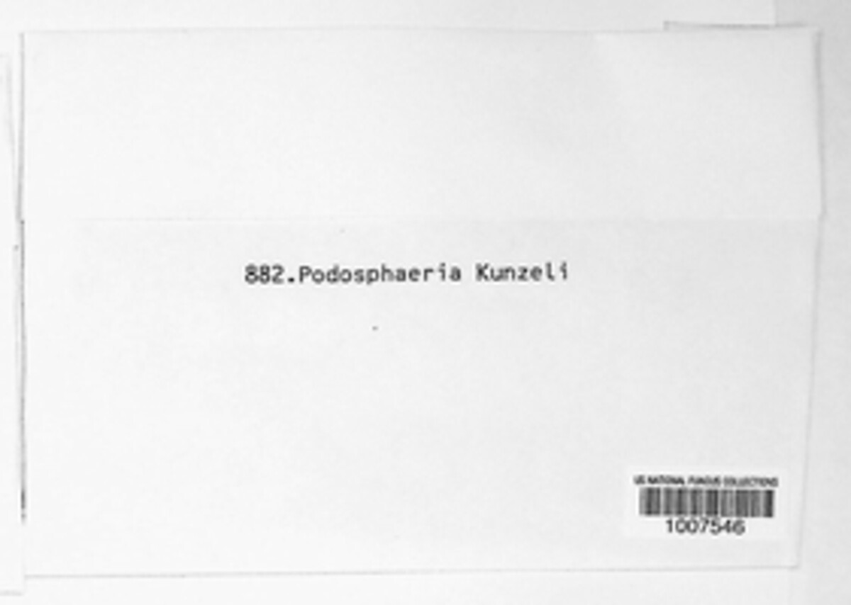 Podosphaera kunzei image